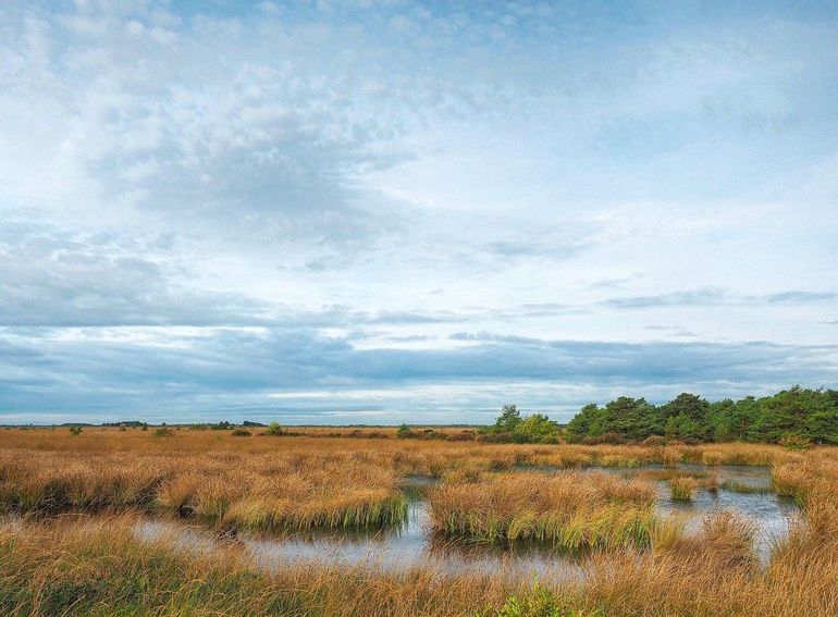 Het Fochteloërveen in Drenthe