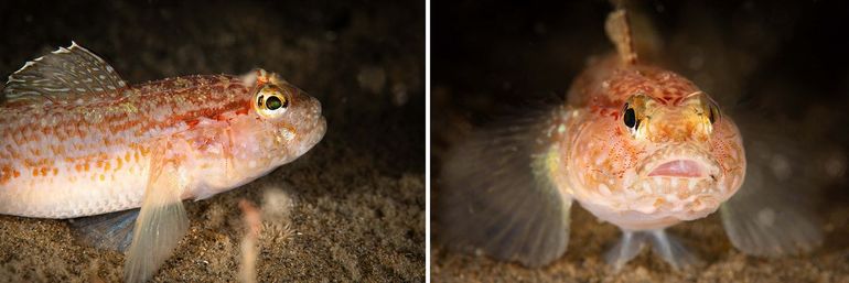 Nieuw voor het Nederlandse deel van de Noordzee: Gobius gasteveni. Herkenbaar aan onder (veel) meer de grijswitte lippen en stippen en de oranje streep achter het oog. Gefotografeerd op 21 september 2024 in het midden van het wrak van de SS Trevier