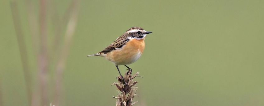 Paapjesman op teunisbloem