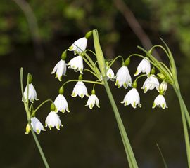Leucojum aestivum, Zomerklokje