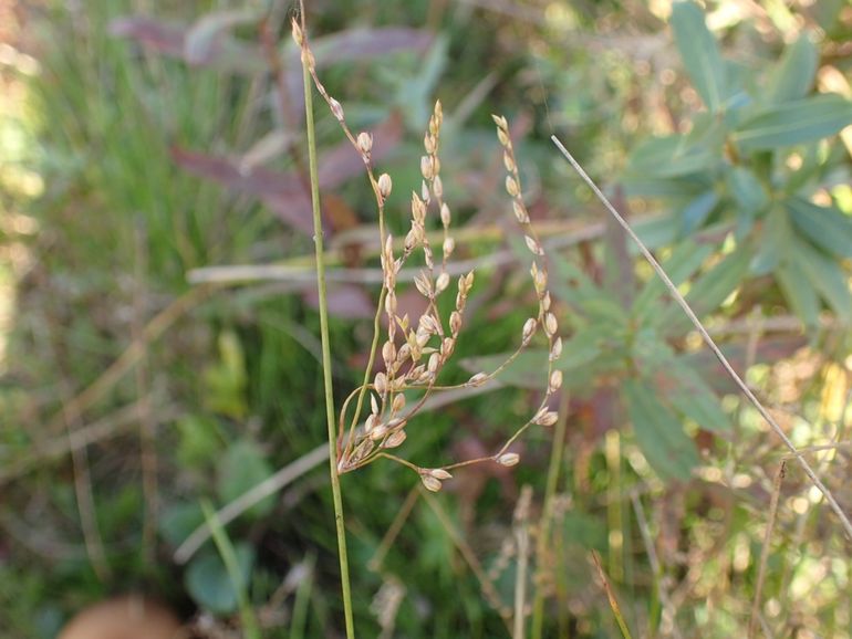 Juncus subsecundus