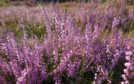 Calluna vulgaris, Struikhei