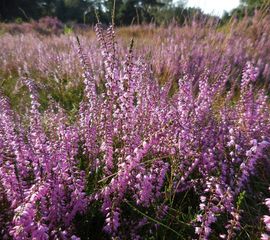 Calluna vulgaris, Struikhei