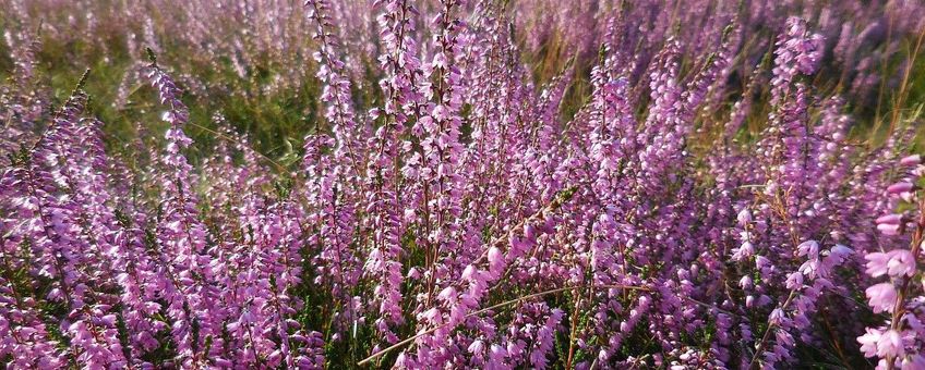 Calluna vulgaris, Struikhei