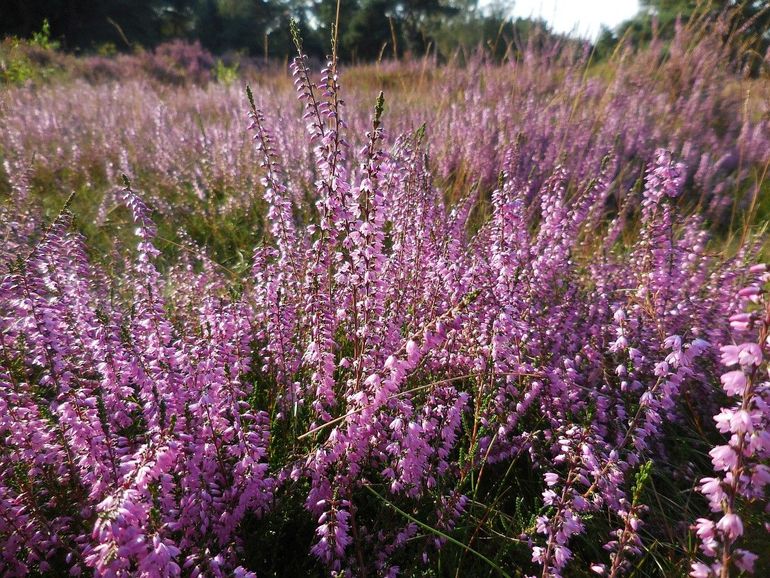 Met zijn paarse bloemen kleurt struikhei heidevelden in de zomer paars