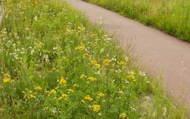 bloemrijk gras - primair