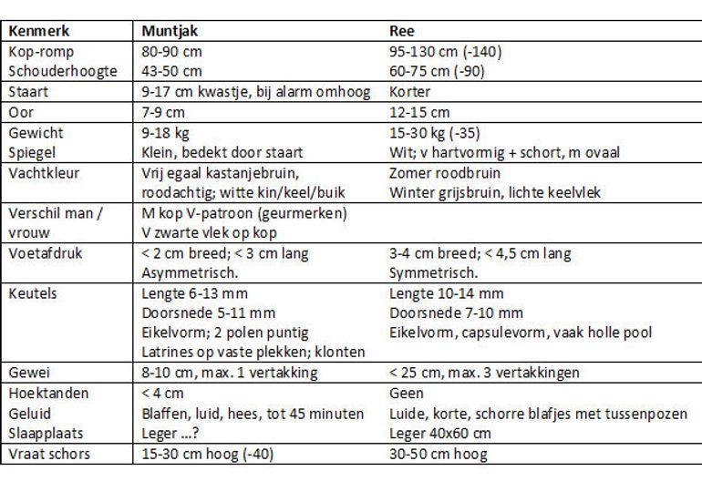 Verschillen tussen muntjak en ree