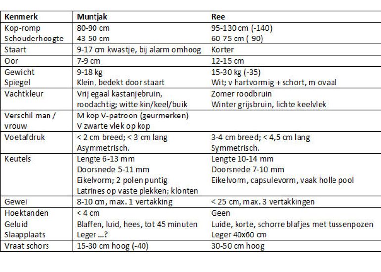 Verschillen tussen muntjak en ree