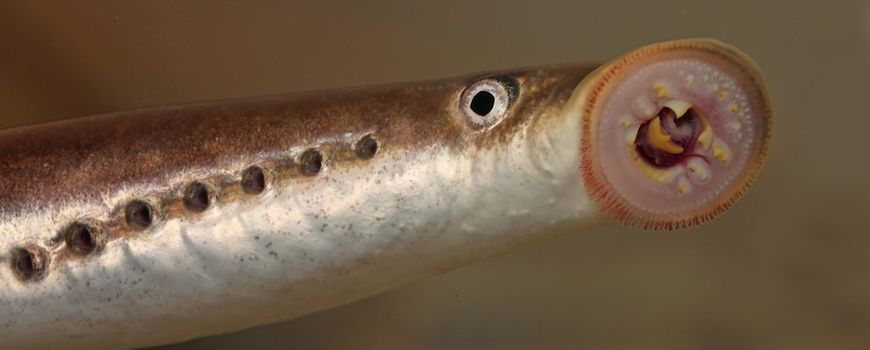 Eindelijk paaisucces aangetoond voor rivierprik op de Veluwe