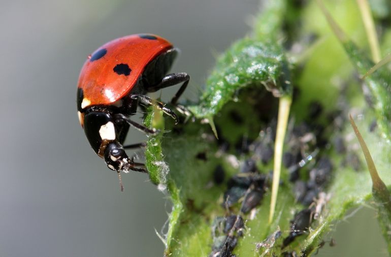 Lieveheersbeestjes én hun larven eten iedere dag grote hoeveelheden luizen