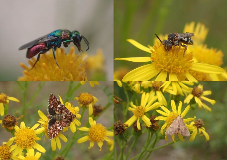 Drukte van belang; meer dan 150 insectensoorten komen op de bloemen van Jakobskruiskruid af