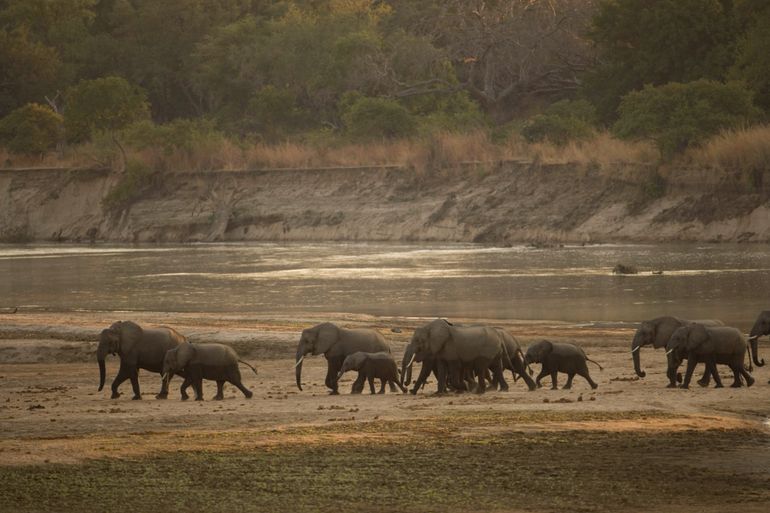 Elephants crossing the Luangwa river