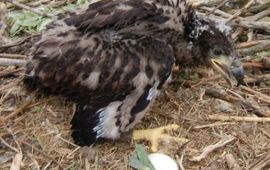 Jonge zeearend geringd in Oostvaardersplassen. Mei 2009. Foto: Staatsbosbeheer.