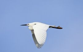 Kleine zilverreiger