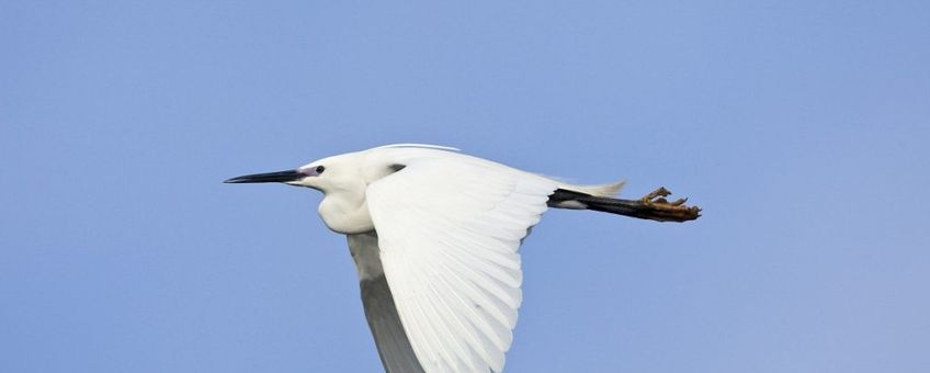 Kleine zilverreiger