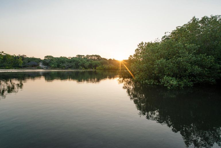 Een van de meest diverse mangrovebossen ter wereld