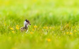 Pul van een kievit jaagt op insecten in het open gras - alleen gebruiken voor OBN