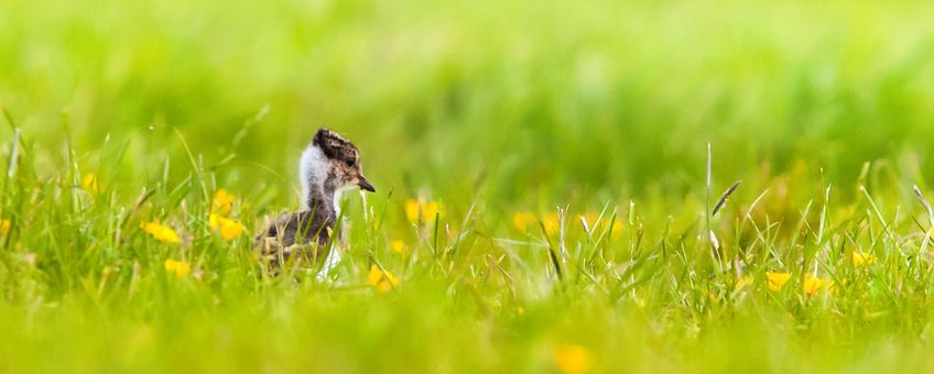 Pul van een kievit jaagt op insecten in het open gras - alleen gebruiken voor OBN