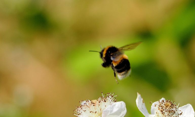 Aardhommels en veldhommels zijn lastig uit elkaar te houden