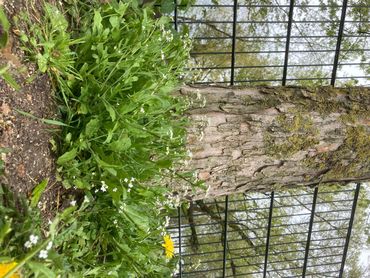 Kalkraket in een Amsterdams park; gevonden aan de voet van een recent geplante boom.