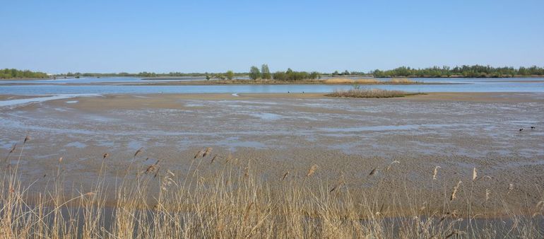 Sliedrechtse Biesbosch, Polder Kort en Lang Ambacht. Na de getijdenintroductie is de Platte schijfhoren hier verdwenen. Als er in de Zuilespolder getij wordt geïntroduceerd, zal de Platte schijfhoren ook daar verdwijnen