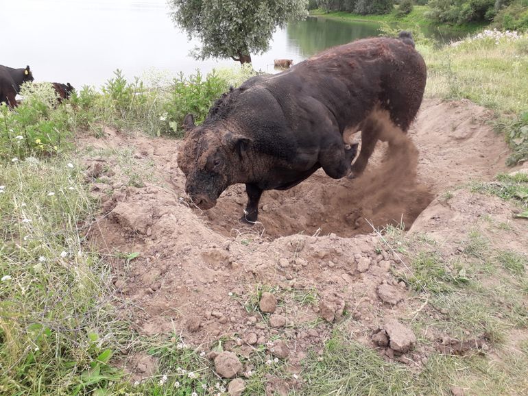 Woelende stier in stierenkuil in Gelderse Poort