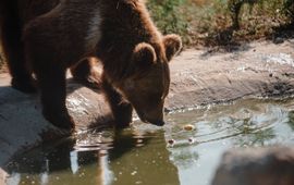 © White Rock Bear Shelter Luba de beer drinkt uit een kleine vijver in Save Wild's White Rock Bear Shelter buiten Kyiv, Oekraïne.