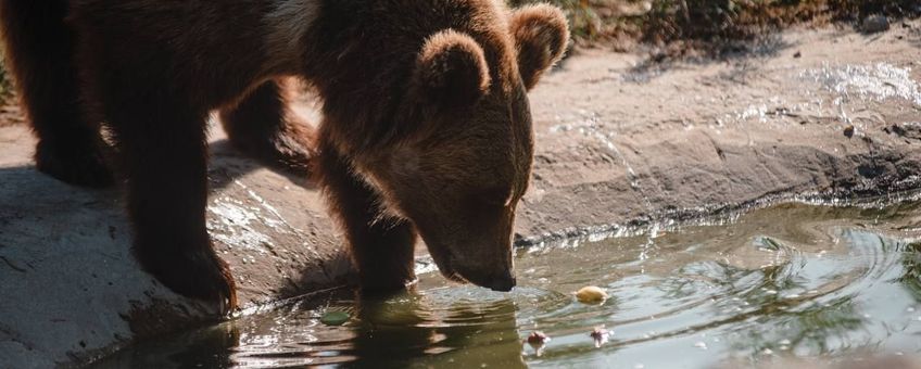 Luba de beer drinkt uit een kleine vijver in Save Wild's White Rock Bear Shelter buiten Kyiv, Oekraïne.