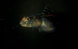 Gobiusculus flavescens, blonde grondel, tweevlekgrondel, Ruthensparr’s grondel