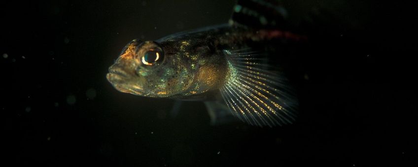 Gobiusculus flavescens, blonde grondel, tweevlekgrondel, Ruthensparr’s grondel