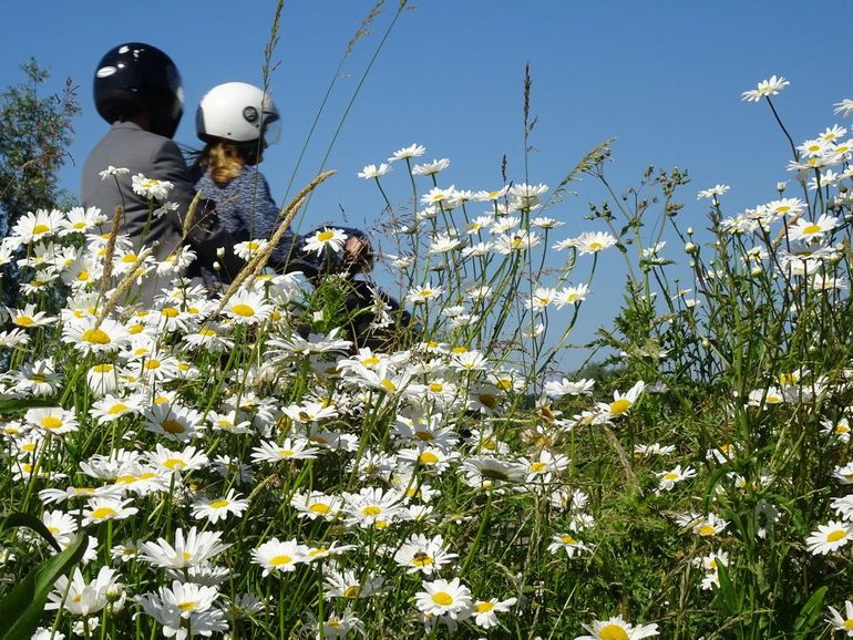 Kleurkeurbeheer zorgt voor b(l)oeiende wegbermen