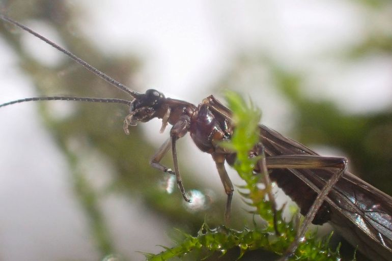 De steenvlieg Protonemura risi die gevonden is in de Cottesserbeek in Limburg. Onder de kop zijn de kenmerkende kieuwfilamenten zichtbaar