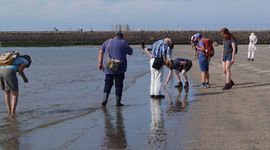 waarnemers van het SMP-project IJmuiden onderzoeken het aanspoelsel op hun traject