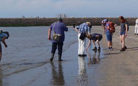 waarnemers van het SMP-project IJmuiden onderzoeken het aanspoelsel op hun traject