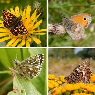 Stikstofmijdende vlinders, v.l.n.r. boven: bont dikkopje & hooibeestje, onder: aardbeivlinder & heivlinder