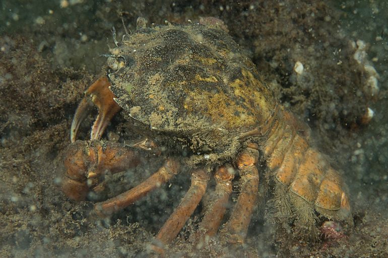 Door zuurstofgebrek kon deze krab zich niet meer verplaatsen en deze zal ondertussen al wel overleden zijn