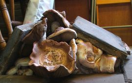 Toverchampignons (foto: H.A.Moorlag) Toverchampignon