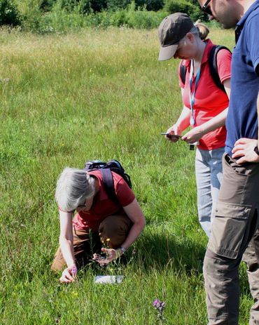 Afb 5. Ecoloog Marjolein van Os observeert een brede orchis in het schraalgrasland.