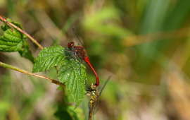 Bloedrode heidelibel