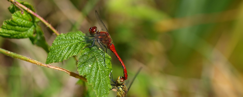 Bloedrode heidelibel