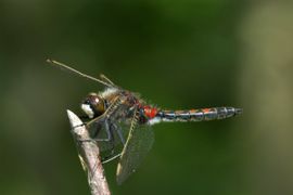 Leucorrhinia rubicunda. Noordse witsnuitlibel, man