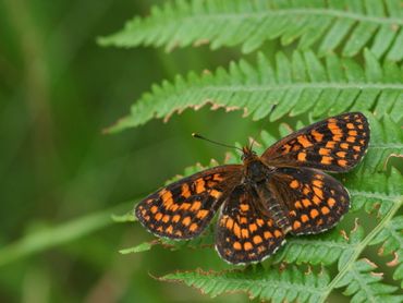 De bosparelmoervlinder komt alleen nog maar voor op de Veluwe