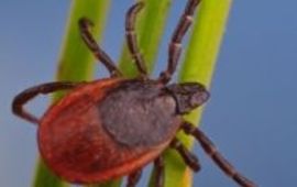 Hans Smid bugsinspace.nl teek op stengel, creditline: Hans Smid / www.bugsinthepicture.com
