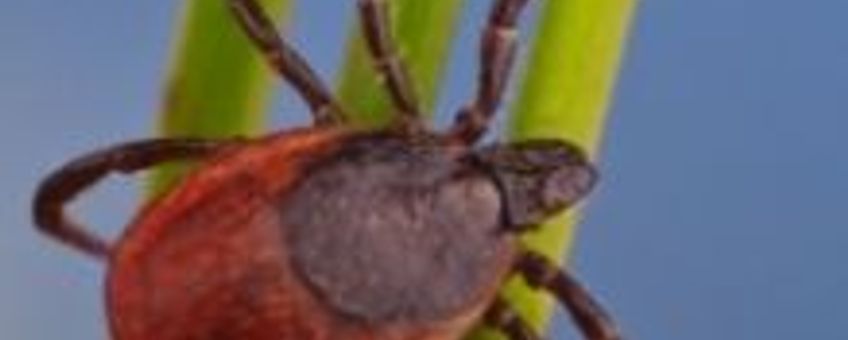 teek op stengel, creditline: Hans Smid / www.bugsinthepicture.com