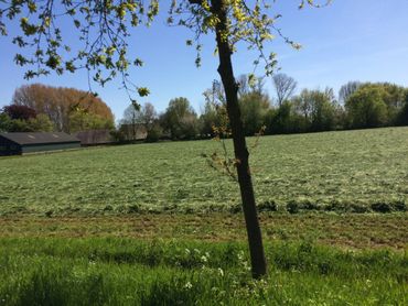Eerste snede voor kuilvoer op 5 mei 2016 in Wageningen