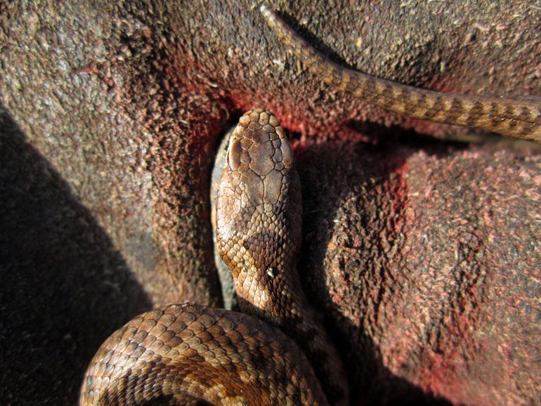 Photo of headscales of the Adder sighted in De Meinweg on 28th December 2015