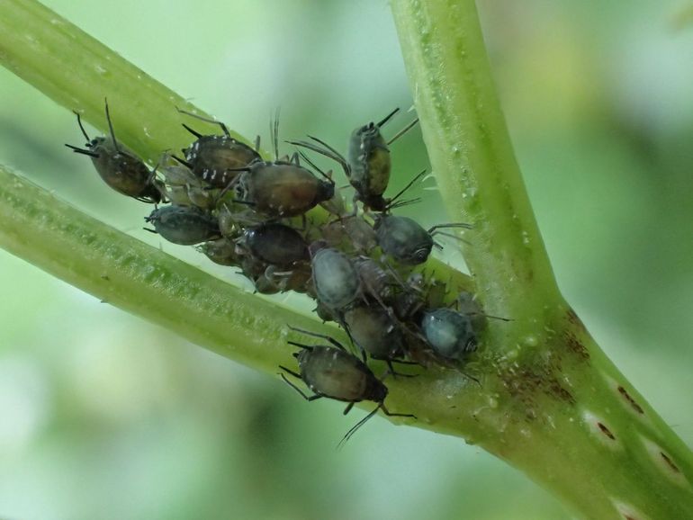 Ook vlierluizen produceren honingdauw, een goedje dat onder andere mieren graag oplikken