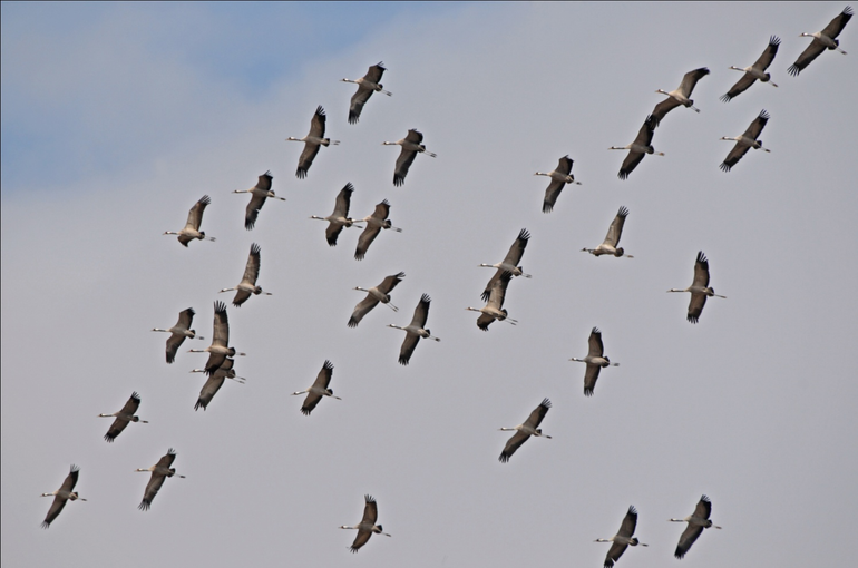 Half november trokken er nog veel kraanvogels over Limburg