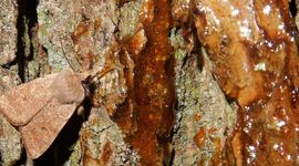 kleine voorjaarsuil - primair