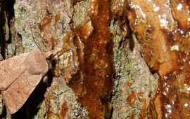 kleine voorjaarsuil - primair